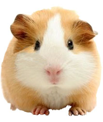 Veterinary services for your pet12